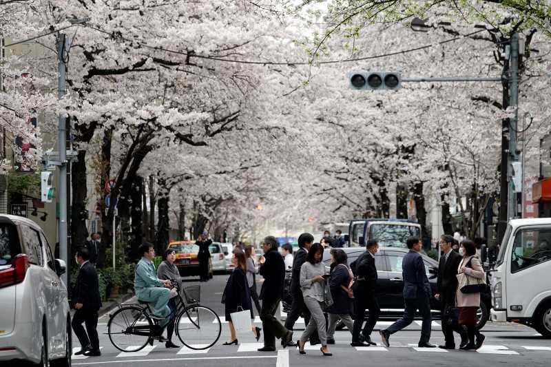 People crossing road under cherry trees in bloom