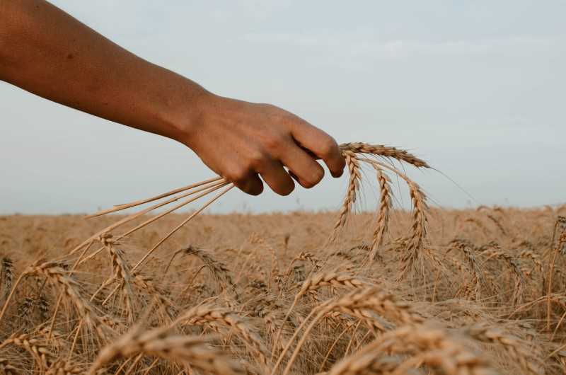 hand in wheat field